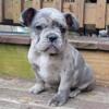$2,500 Blue merle Cabo - beautiful French Bulldog puppy for sale.