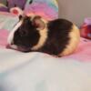 Baby guinea pig looking for a home