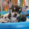 AKC Chihuahua Smooth Male So Handsome