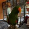 Friendly hand tame mature male Eclectus.