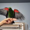 3 month old baby Eclectus parrot