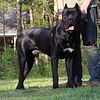 IMPORTLINES CANE CORSO UP FOR STUD - VITO