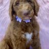 L&Z Goldendoodles  11 Weeks, 1 male, 2 female ready for their forever home