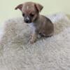 Male Chihuahua puppy