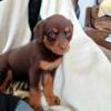 Red haired Rottweiler puppies