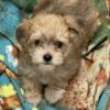 Male yorkie mix full grown 4 to 6 pounds Louisville Kentucky