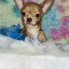 Weekend special Applehead chihuahua puppies