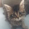 Maine Coon Tabby Girl Available Now