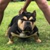 Best Exotic bully stud