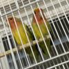 Pair of Lovebirds available