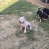 American Bully Female up for Grabs