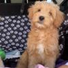 Non- shedding MINI DOODLE PUPPIES for rehoming