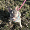 In heat - Bethany - 14 month old French Bulldog Female