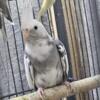 2x  cockatiel available for sale