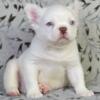 Glenn French Bulldog male puppy for sale. $4,500