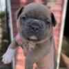 Frenchton female puppies ready this weekend
