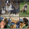 4 Males Left Available out of litter of 9! Abkc registered with great pedigree.  Tris available