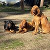 AKC Bloodhound puppies