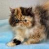 Calico exotic longhair Persian kitten