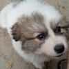 Great Pyrenees Puppy 9 weeks old