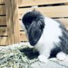Holland Lop Baby Bunnies Exotic VM with Bright Blue Eyes!