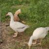 2 White Geese looking for a new home