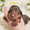 AKC longhaired dachshund puppies