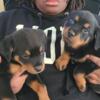 Rottweiler pups. Detroit area. Born Feb 1st