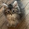 maine coon kittens/ doll faced persians/ and one standard munckin