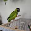 Two Year Old Nanday Conure