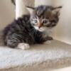 5 Week Old Siberian Kitten TICA
