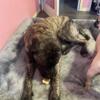 English mastiff free to good home