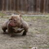 Male bully available for stud