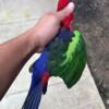 Papuan King Parrot Male (Green Wing Parrot)