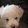 1 male Maltese puppy sire and dam AKC REGISTERED
