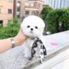 Show Quality And Healthy Male Maltese Puppy For Sell