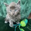 BLUE SMOKE MALE MAINE COON KITTEN READY TO GO 6/7