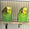 English Budgies / parakeets