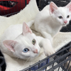 Pure white mom cat and female kitten.