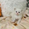 New babies ! Ragdoll kittens Tica registered fort lauderdale