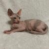 BEAUTIFUL HAIRLESS GIRL FOR SALE SPHYNX text for more info