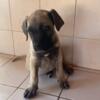 Boerboel male Puppy For Sale