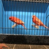 Red factor and red stafford canaries.