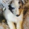 Flashy Shelties 1 Toy - health testing, guarantee - videos available!