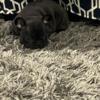 Frenchies puppies for sale
