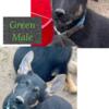 AKC German shepherd puppies! Price REDUCED