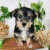 Yorkiepoo puppies for sale in Michigan www.puppy-place.net