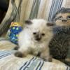 Ragdoll Scottish Fold Kittens