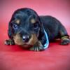Dachshund Pup for Sale