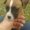 Flashy Fawn Male Boxer puppy